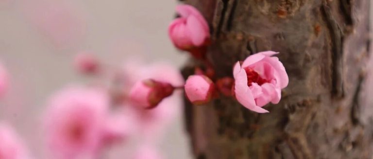 為明壁紙，上新啦！